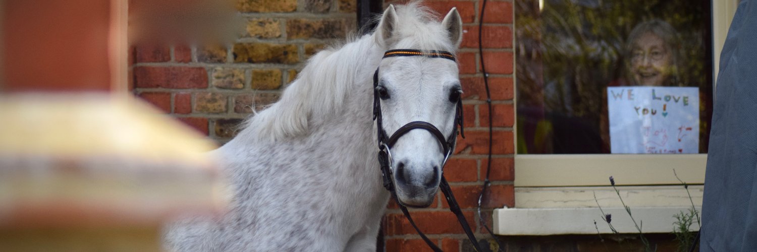 Park Lane Stables's banner