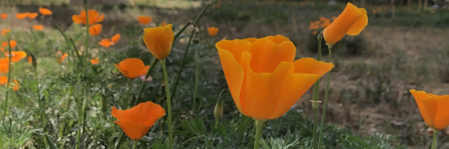 AmandaNazareno's profile banner image