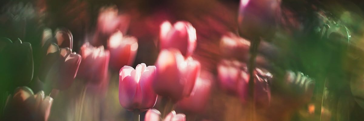 zulenotfound's profile banner image