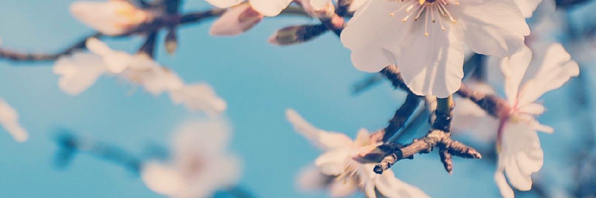 rose__ghost28's profile banner image