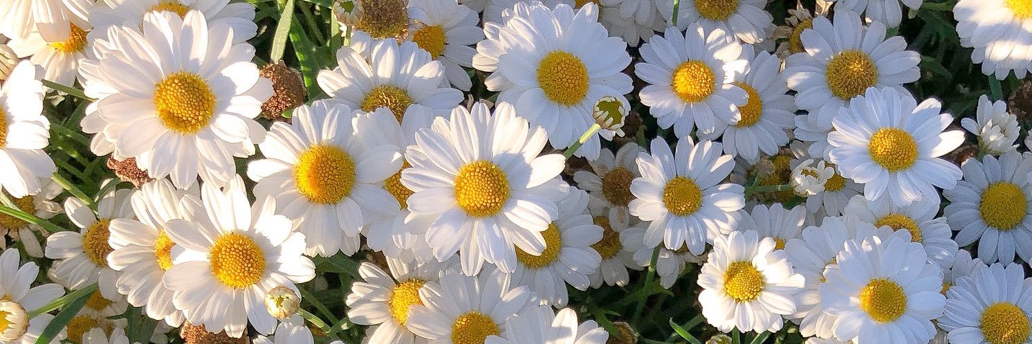 drawbigflowerss's profile banner image