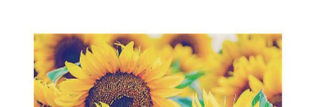 DamaColocho's profile banner image