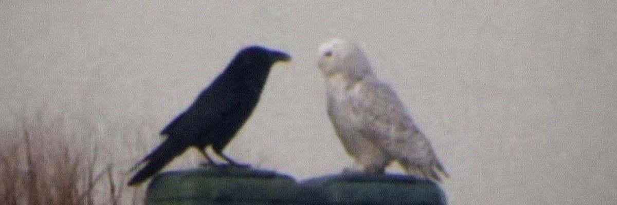 ωejα banner