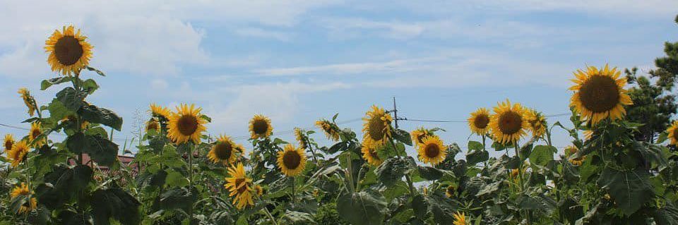 MMRT131's profile banner image