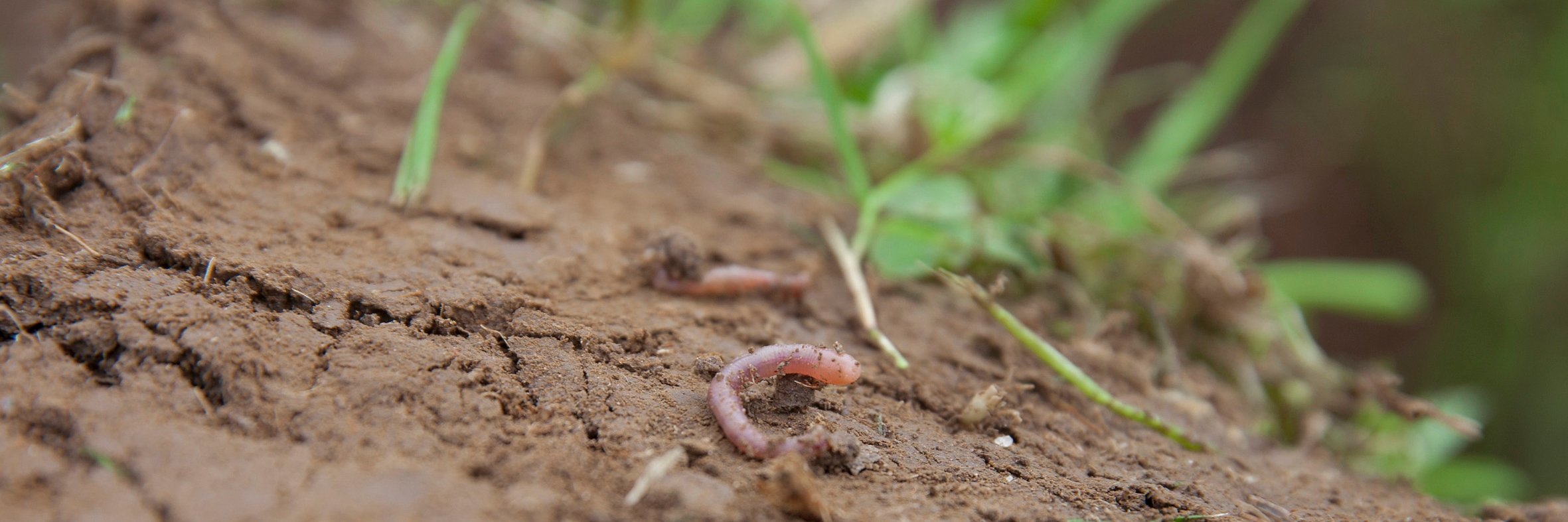 SoilProgramme's profile banner image