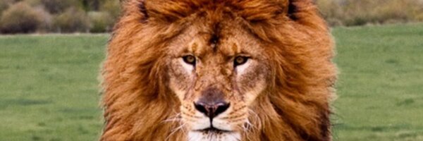 WatsonKenna Profile Banner