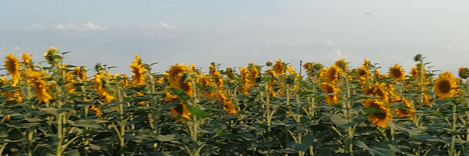 FilippoCanali1's profile banner image