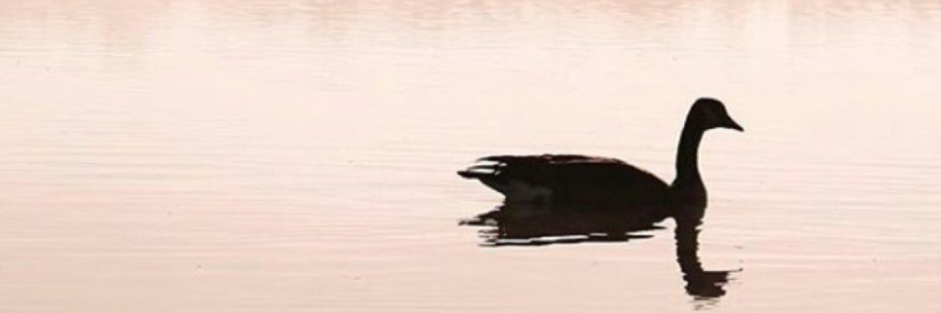 dbya222's profile banner image