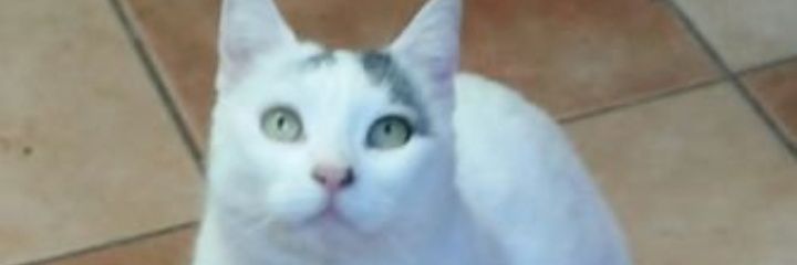 VeraHHC's profile banner image