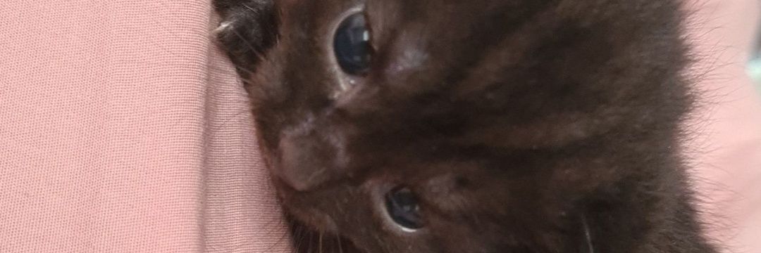 spectorlilo's profile banner image