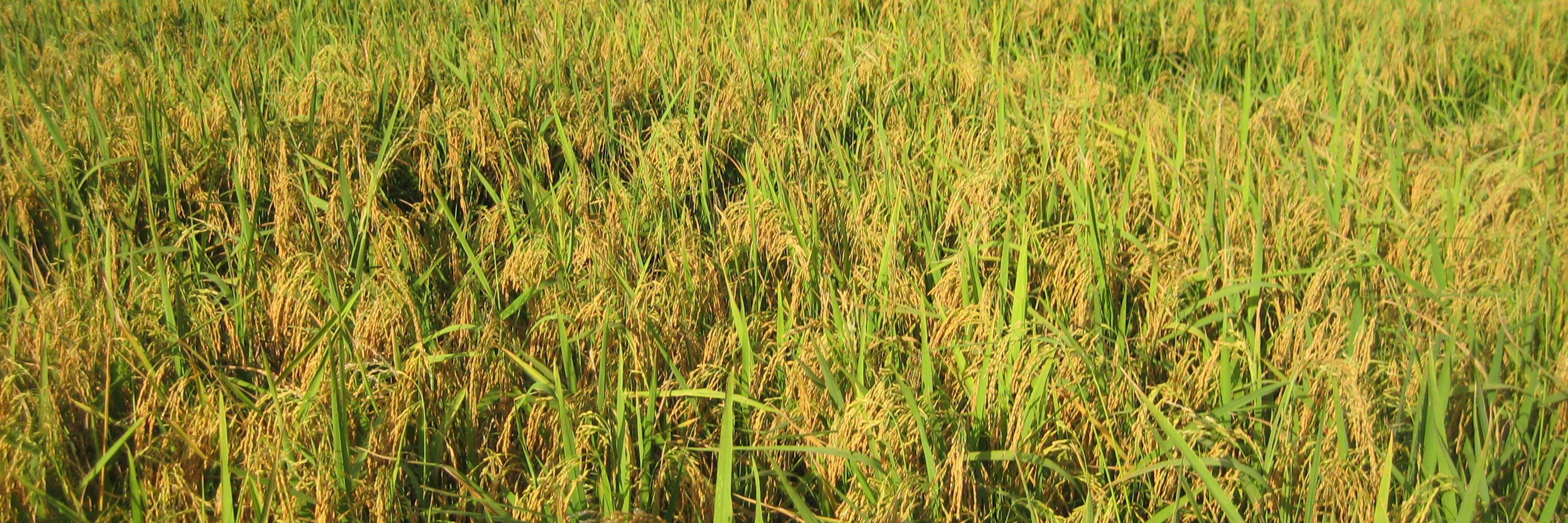 waappmali2's profile banner image