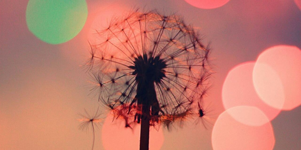 FanzRani230's profile banner image
