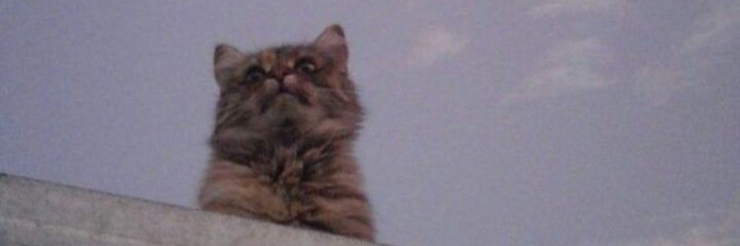 joanjacob35's profile banner image
