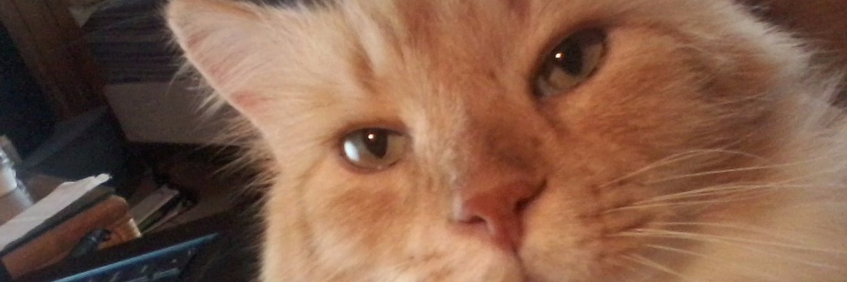 TheBonkowski's profile banner image