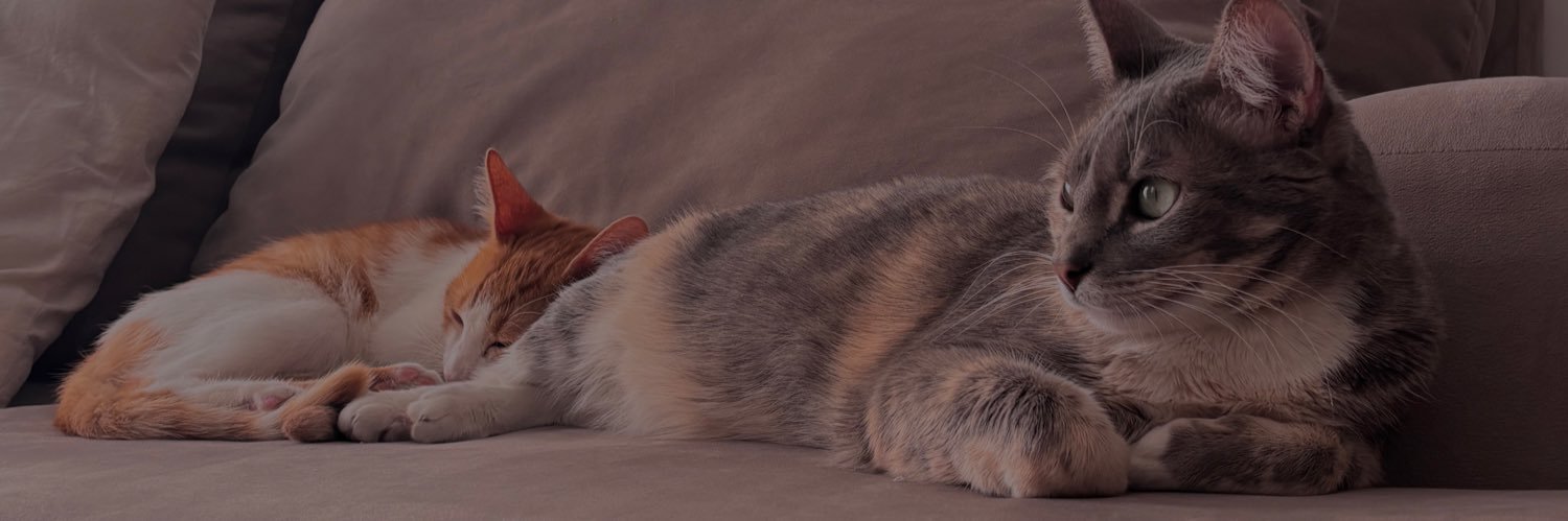 Quintero_Nai's profile banner image