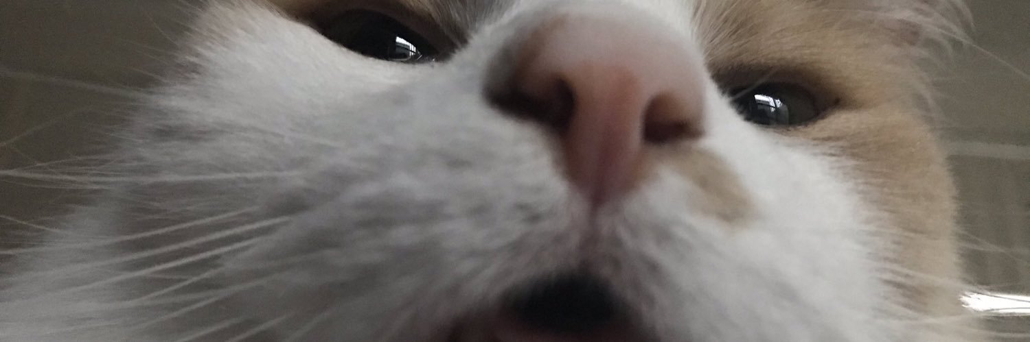 Bingus_Bard's profile banner image