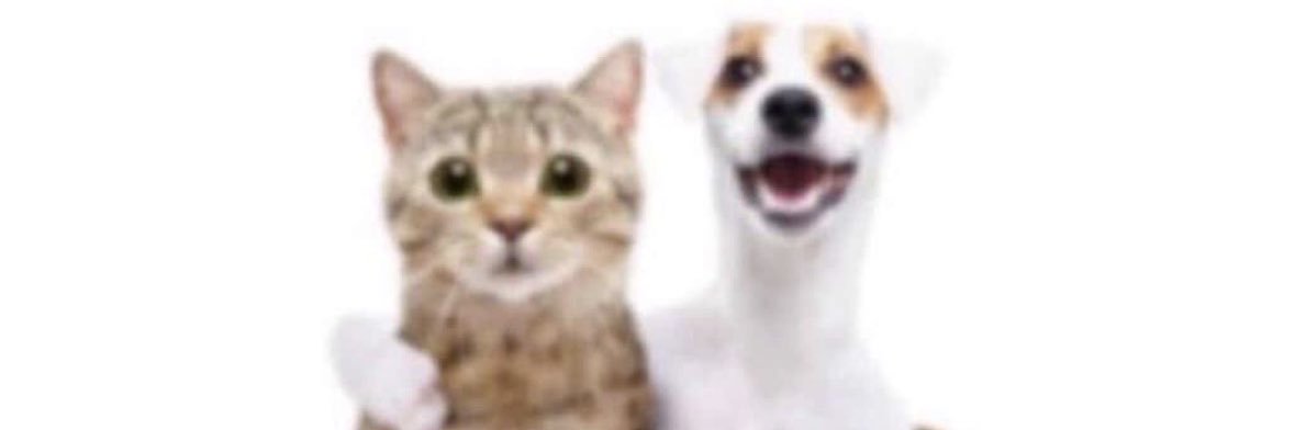 CatiniyaRH's profile banner image
