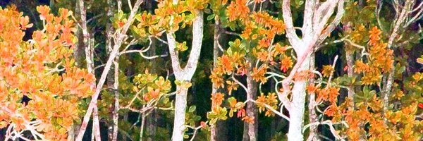 DarwinEcoArtist Profile Banner