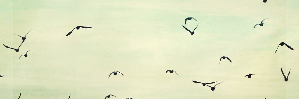 Twitter banner for @siema