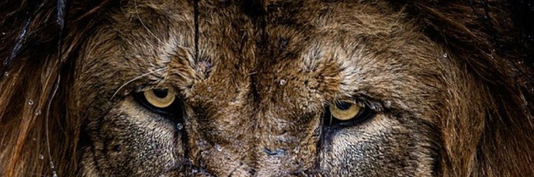 OfficialDFORD's profile banner image