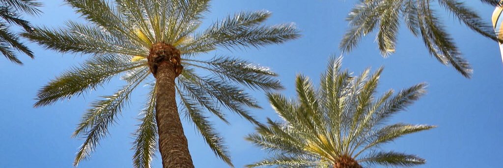 YannShlimoon's profile banner image
