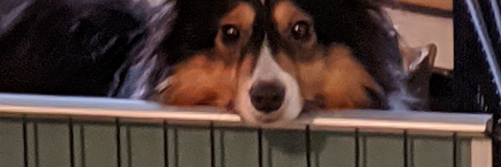 Robolap's profile banner image