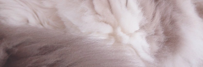 pannapo_'s profile banner image