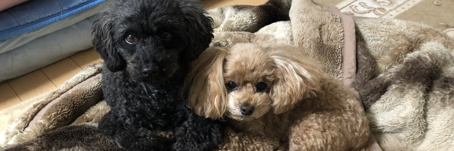 ヒロんぱ@🇯🇵Z900RS🐯 banner