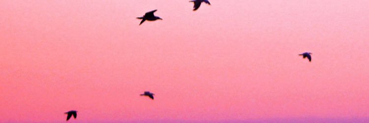 LauraPllu's profile banner image
