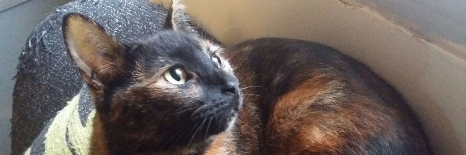 Jorge Rodriguez banner