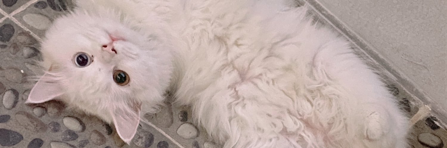 our_kittypaws's profile banner image