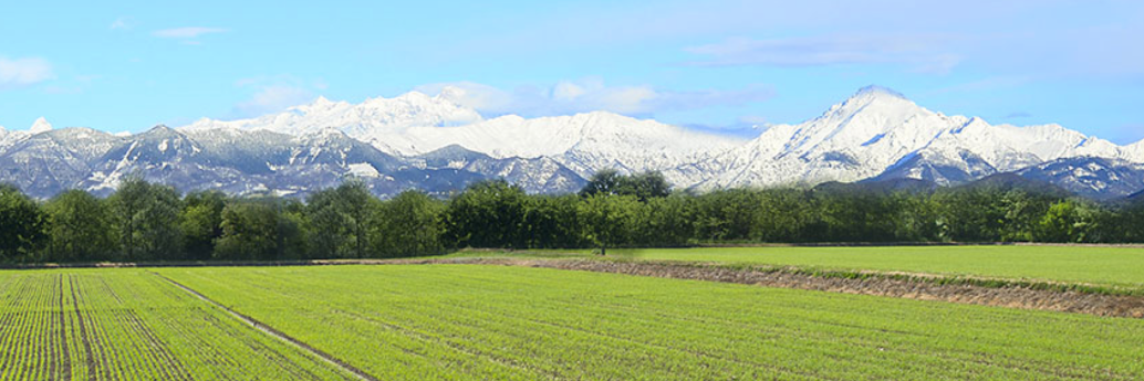 RisoGoio's profile banner image