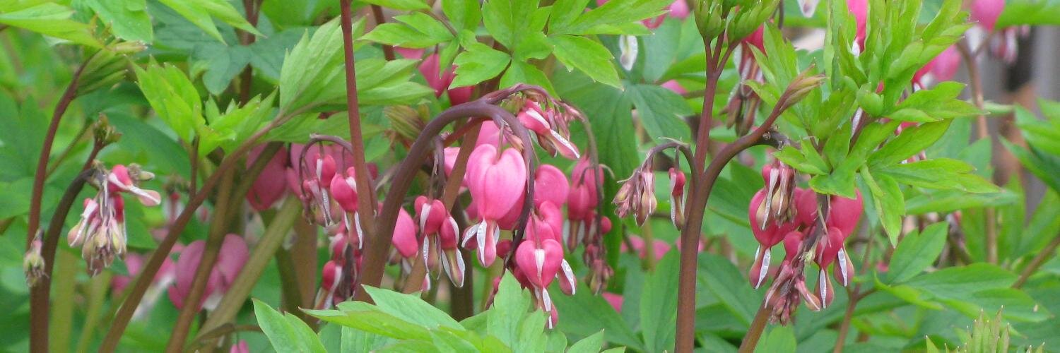 dicentra's banner