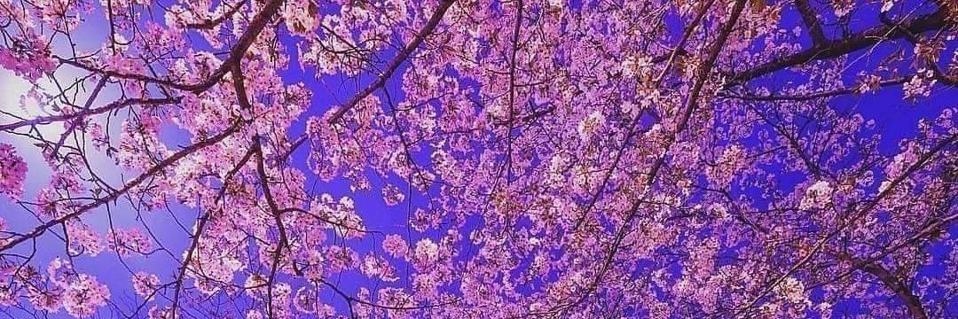 🌹🔥🐈‍⬛Jasmine⊕- One of Ravn's roses ^^🌹🌹 banner