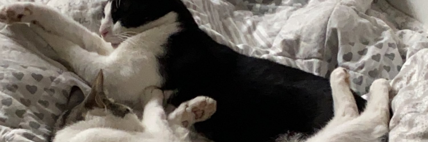 AkzeptuCat's profile banner image