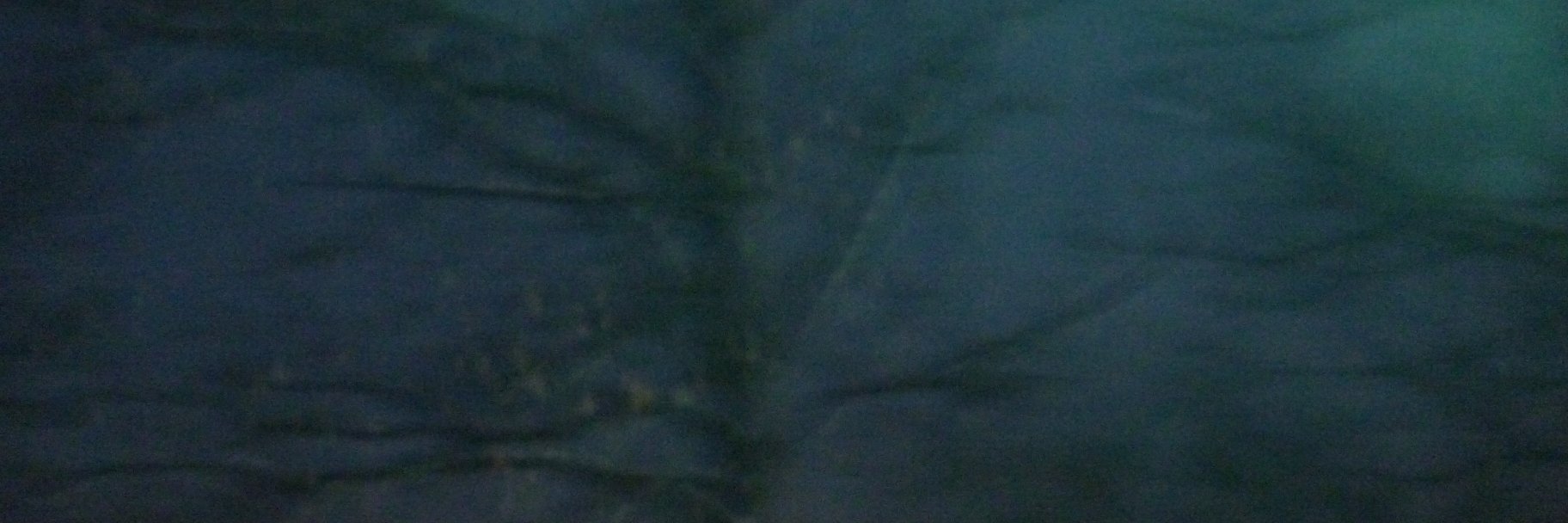 anne baier banner