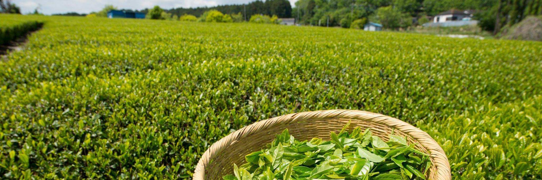 Greener_Rights's profile banner image