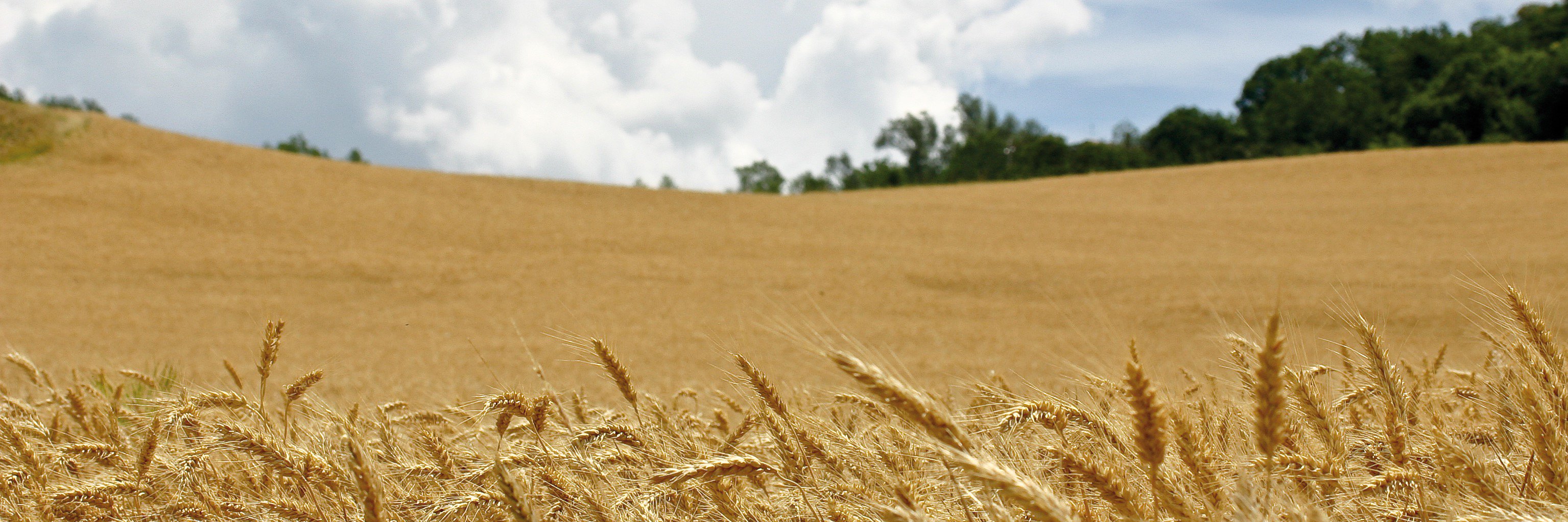 Accademia Nazionale di Agricoltura banner
