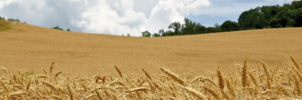 AccNazAgr Profile Banner