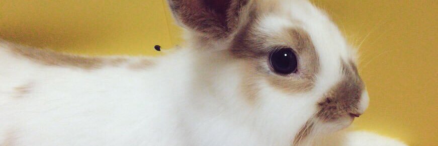 plus_riho's profile banner image