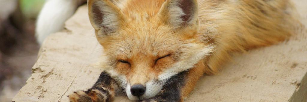 cfox0117's profile banner image