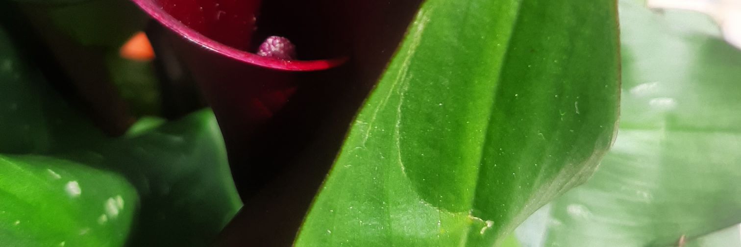 CastuosR's profile banner image