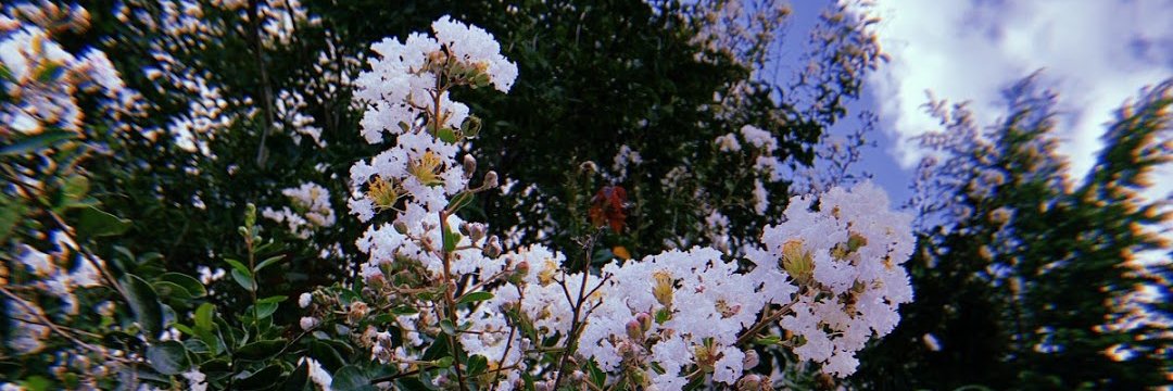 olivia_rogine's profile banner image