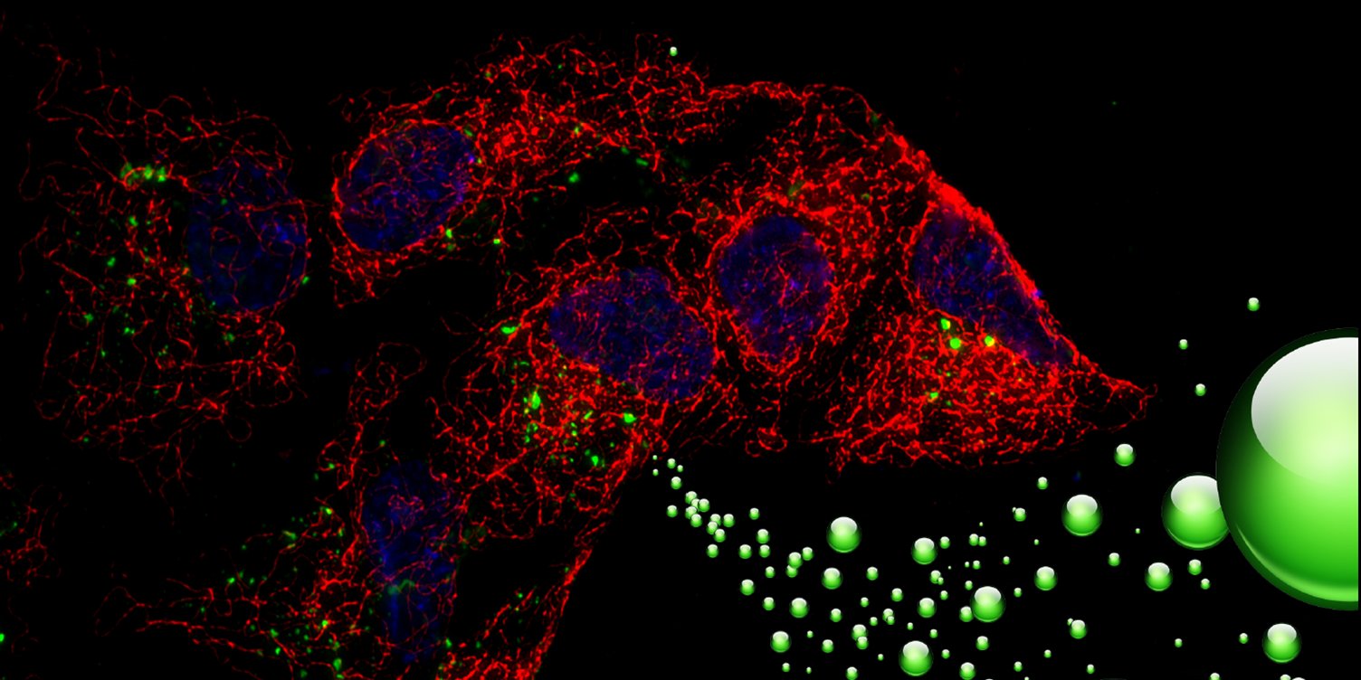 nanoploidy's profile banner image