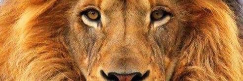 DeboraBaroni's profile banner image