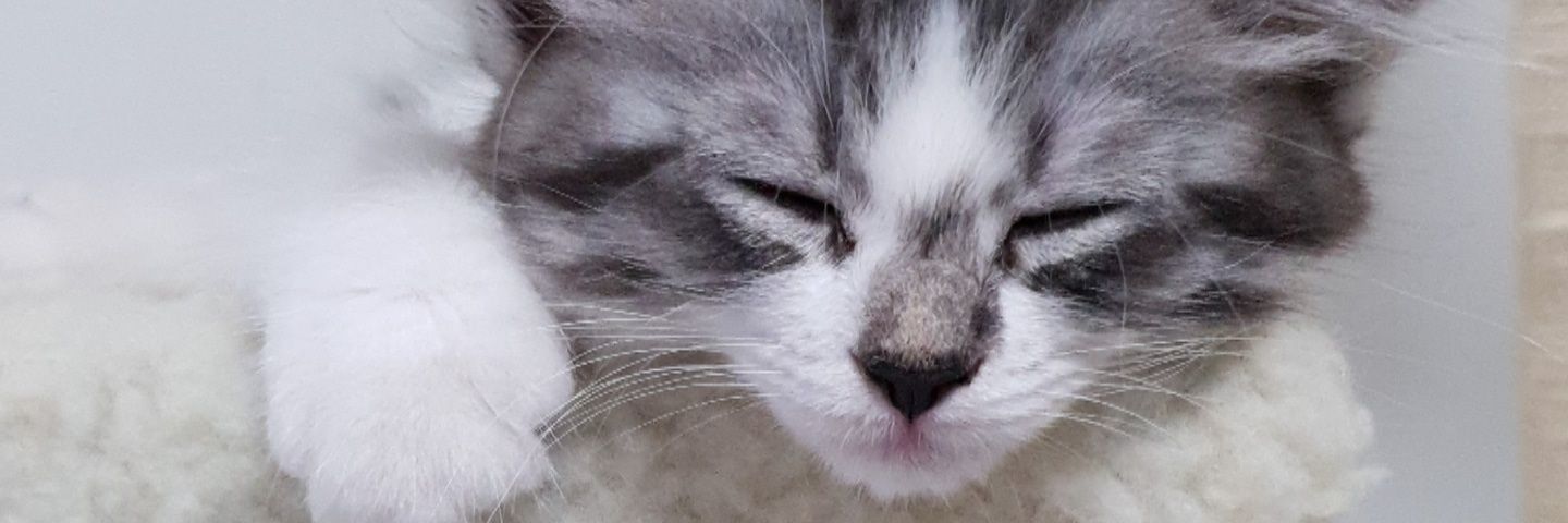TitusLowKaide's profile banner image
