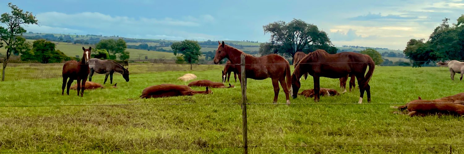 annaxpessoa's profile banner image