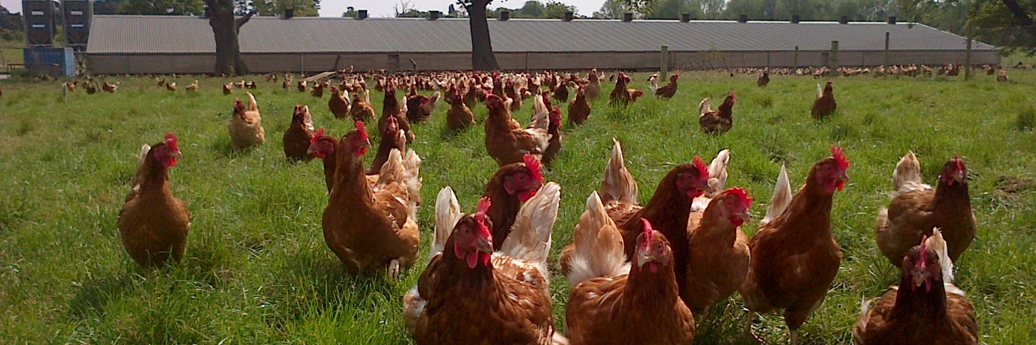 Anglia Free Range banner