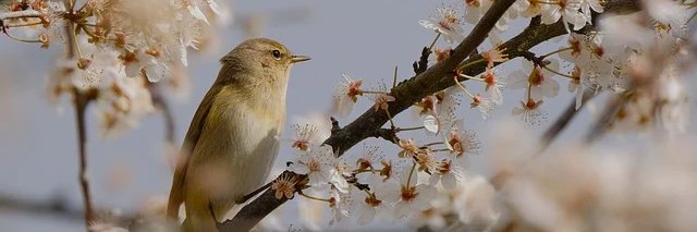 Elvis Benavidez banner