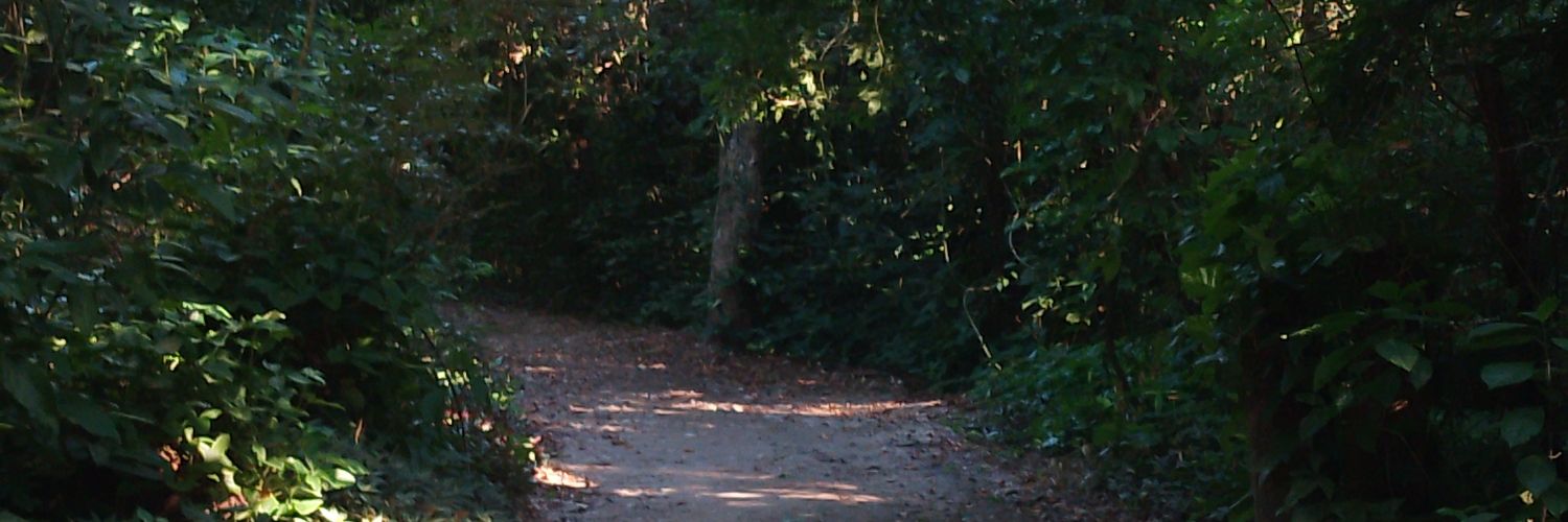 nicoswan28's profile banner image